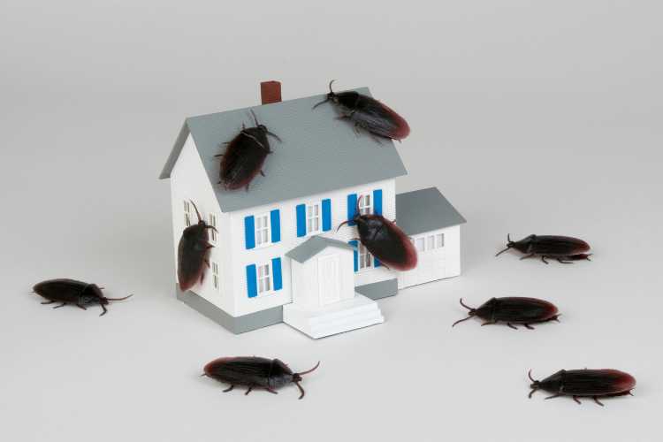 A Importância da Dedetização: Proteja Sua Casa e Saúde de Pragas Indesejadas